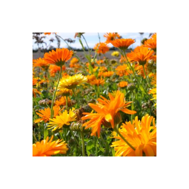 Morgenfrue mix - 1 kg