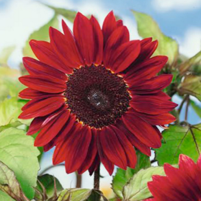 Solsikke - Moulin Rouge - 100 gram