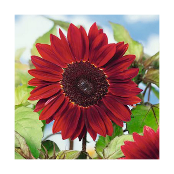 Solsikke - Moulin Rouge - 100 gram