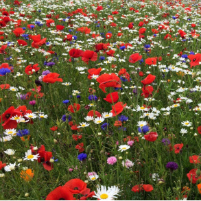 Ny Blomstermark - 1 kg | DLF