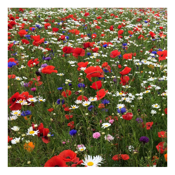 Ny Blomstermark - 1 kg | DLF