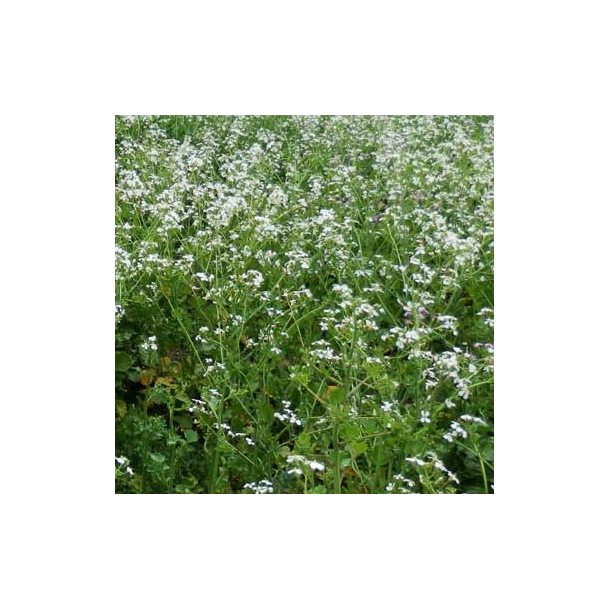 Olier�ddike - 10 kg