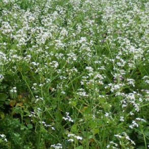 Olier�ddike - 5 kg