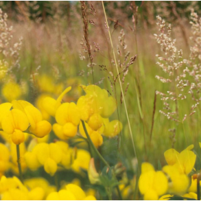 Overdrevsmix - 5 kg | DLF