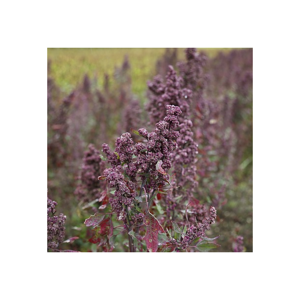 Quinoa - 1 kg