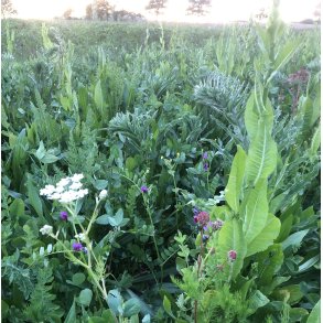 R�DYR - 2 kg | Vildtremisen.dk