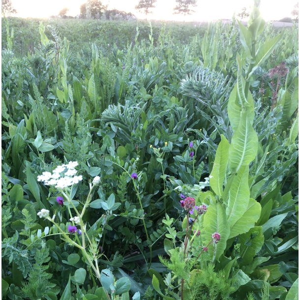 R�DYR - 2 kg | Vildtremisen.dk