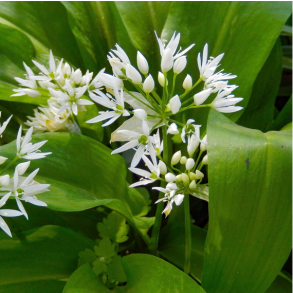 Ramsl�g - Allium ursinum - 1.000 fr�