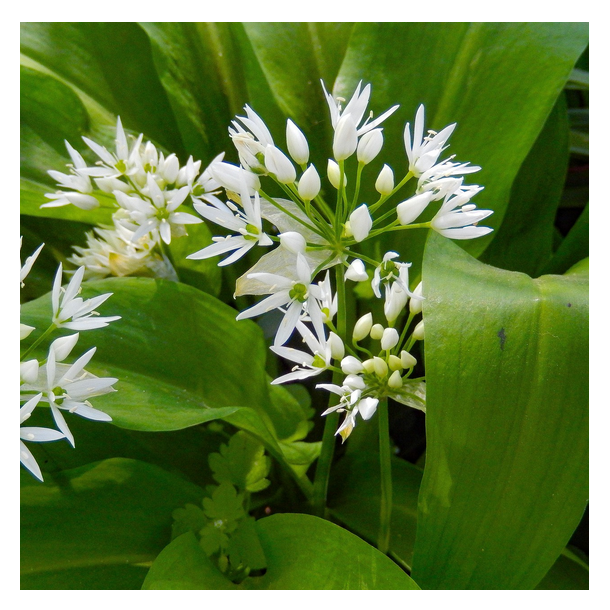 Ramsl�g - Allium ursinum - 1.000 fr�