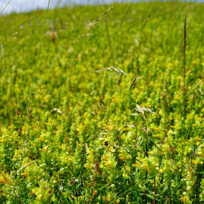 Liden Skjaller - Rhinanthus minor - ca. 4.000 fr�