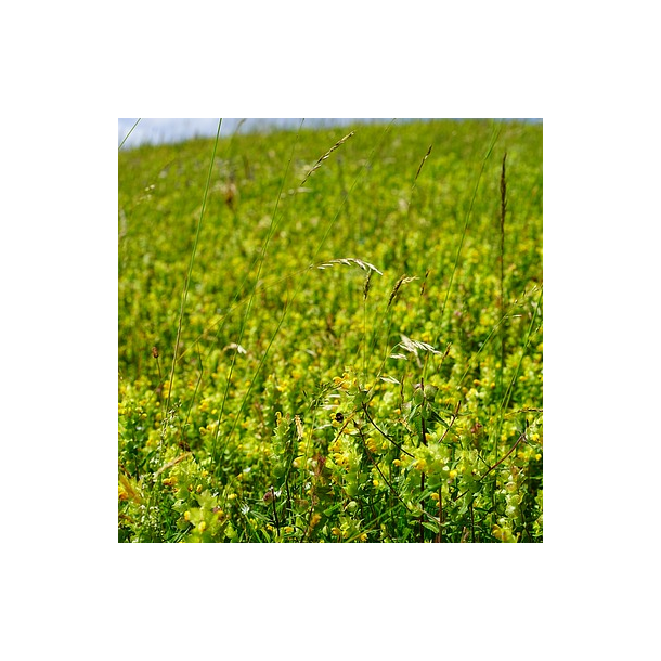 Liden Skjaller - Rhinanthus minor - ca. 4.000 fr�