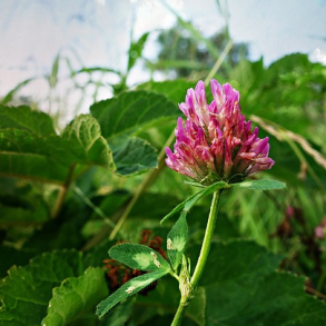 R�dkl�ver - Trifolium pratense - 2.500 fr�