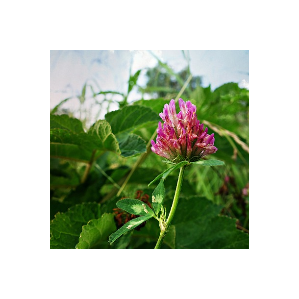 R�dkl�ver - Trifolium pratense - 2.500 fr�