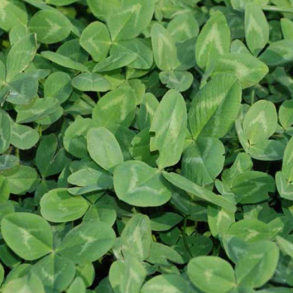 Rdklver - CALLISTO - 10 kg