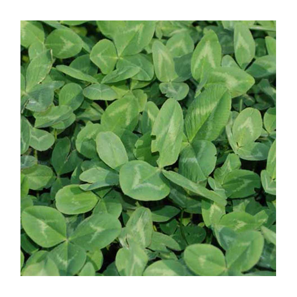 R�dkl�ver - CALLISTO - 10 kg