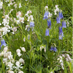 Salttolerant Blomsterblanding - 1 kg | DLF