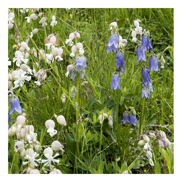 Salttolerant Blomsterblanding - 1 kg | DLF