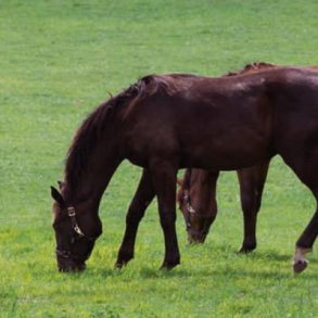 HorseMax FIBER - 10 kg | DLF