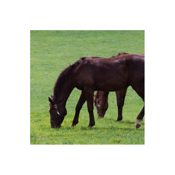 HorseMax FIBER - 10 kg | DLF