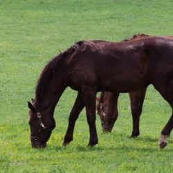 HorseMax FIBER �KO - 10 kg | DLF