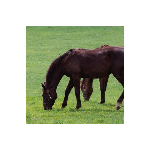 HorseMax FIBER KO - 10 kg | DLF