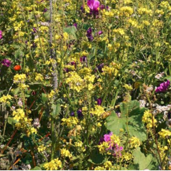 kologisk Bi-venlig Blomstermark | DLF - 1 kg