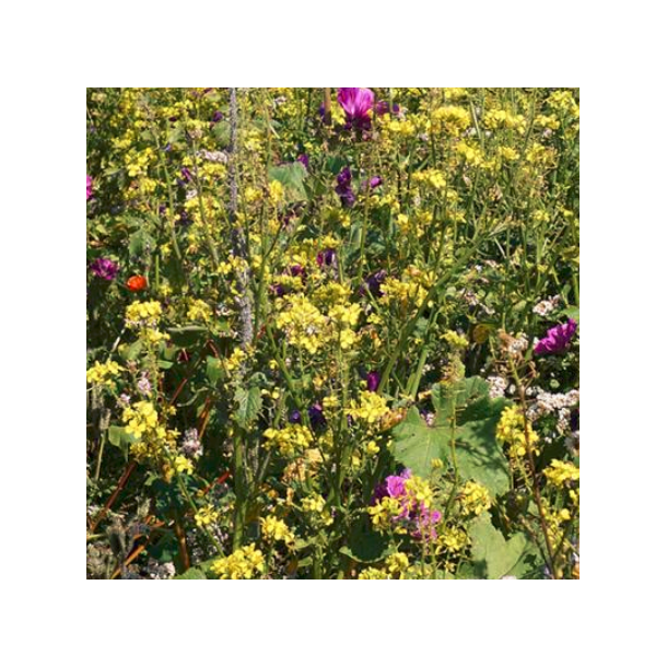 �kologisk Bi-venlig Blomstermark | DLF - 1 kg