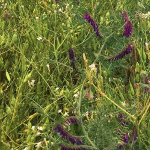 �kologisk Markvildtblanding - 5 kg | DLF