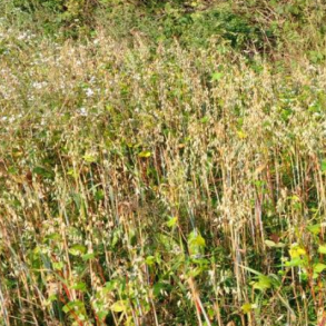 Skoveng og vildtager - 5 kg | DLF