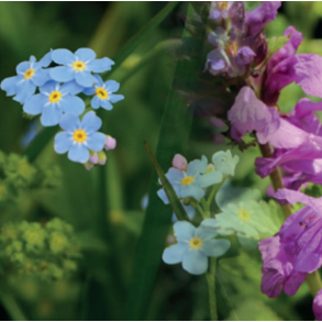 Skyggetolerant blomsterblanding - 1 kg | DLF