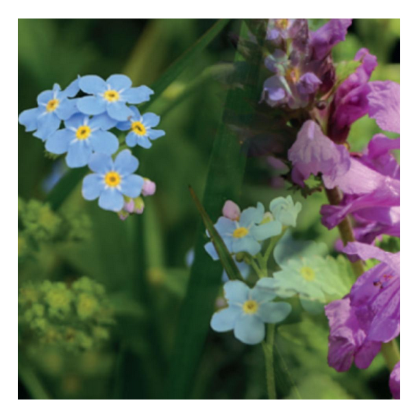 Skyggetolerant blomsterblanding - 1 kg | DLF