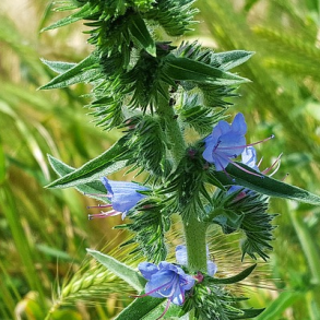 Slangehoved - Echium vulgare - ca. 2.500 fr�