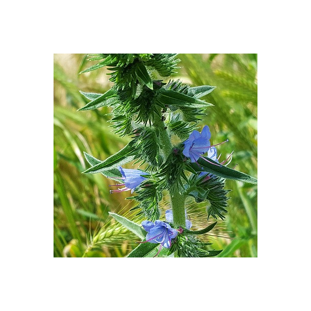 Slangehoved - Echium vulgare - ca. 2.500 fr�