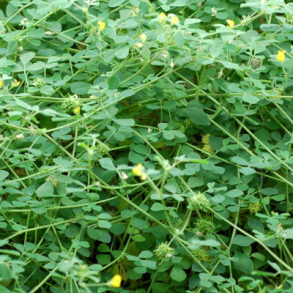 Snegleb�lg - Virgo Pajbjerg - 2 kg