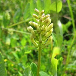 S�d astragel - Astragalus glycyphyllos - ca. 3.000 fr�