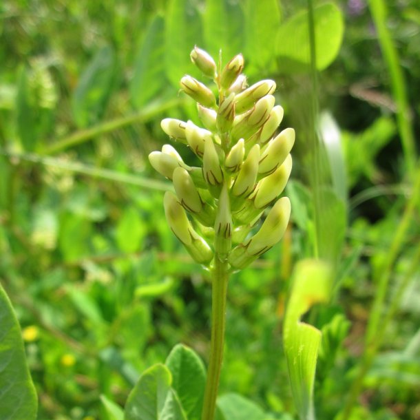 S�d astragel - Astragalus glycyphyllos - ca. 3.000 fr�