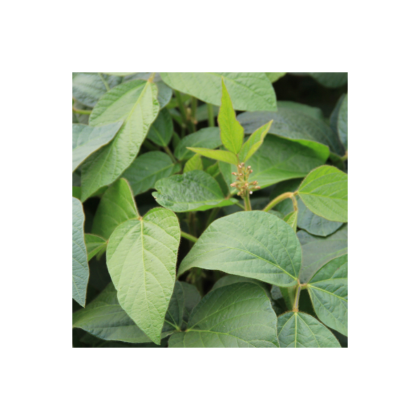 Sojab�nne - 2 kg