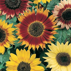 Solsikke MIX - 1 kg | Vildtremisen.dk