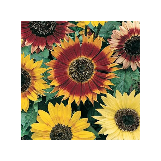 Solsikke MIX - 1 kg | Vildtremisen.dk