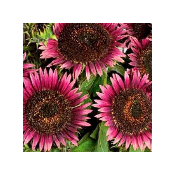 Solsikke - Cherry Queen - 100 gram