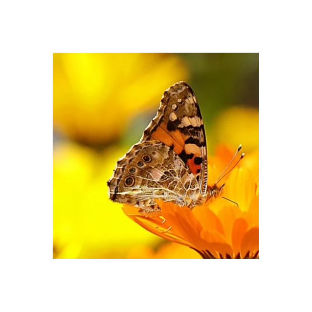 Sommerfugleblanding - 100 gram | Vildtremisen.dk