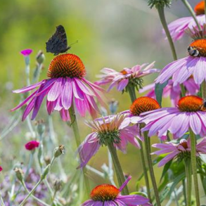 Sommerfugleblanding - 1 kg | DLF