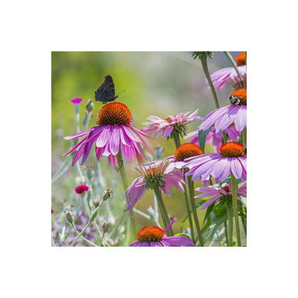 Sommerfugleblanding - 1 kg | DLF