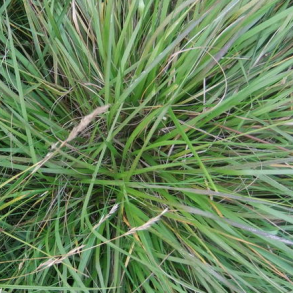 Strandsvingel - 10 kg