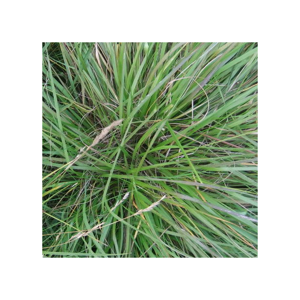 Strandsvingel - 10 kg