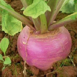Stubturnips � 'HECTOR' - 1 kg