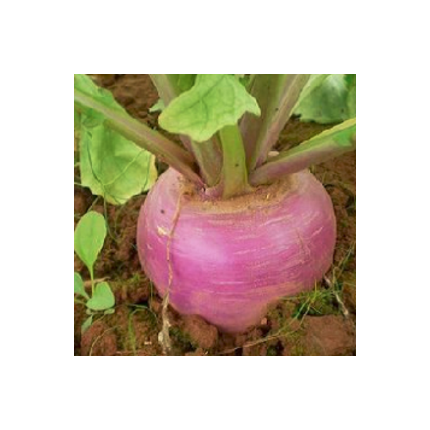 Stubturnips  'SAMSON' - 1 kg