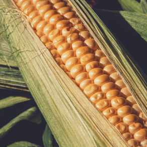 Sukkermajs 'Honey Sweet F1' - 0,5 kg (5000 stk.)