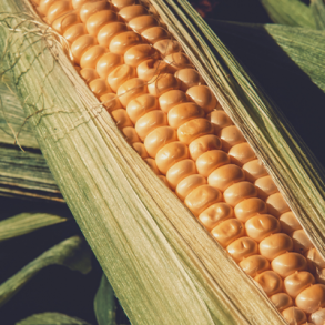 Sukkermajs 'Honey Sweet F1' - 0,5 kg (5000 stk.)