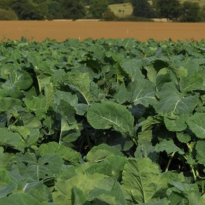 Surefire Kale Blend - 2 kg | Your Countryside